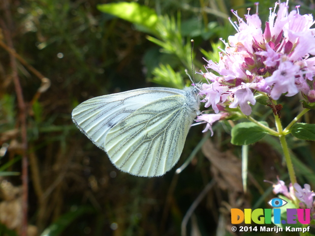 FZ006927 Small white butterfly (Pieris rapae) on flower